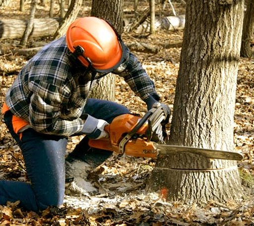 Tree Removal in Darien, IL